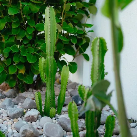 Holiday home Cactus *
