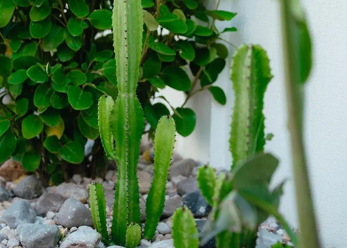 度假居 Cactus - Private With Pool And Bbq *
